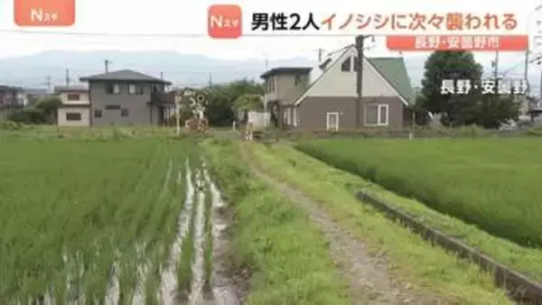 男性2人イノシシに襲われけが　77歳男性 犬の散歩中に左手かまれる　86歳男性 体当たりされ軽いけが　長野・安曇野市