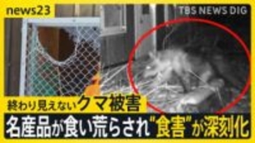 夜の動物園に忍び込むクマ 一度ならず二度までも…山形では名産品が食い荒らされ“食害”が深刻化【news23】