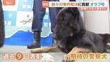 「期待の警察犬「オラフ号」　行方不明高齢男性の発見に貢献で表彰　数々の事件解決に貢献　過去9回表彰　“訓練になると集中力出す”　神奈川県警」の画像1