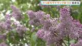 「初夏の風物詩「さっぽろライラックまつり」はじまる　苗木の配布に長蛇の列も…　札幌市・大通公園などで」の画像1
