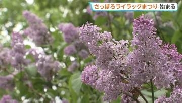 初夏の風物詩「さっぽろライラックまつり」はじまる　苗木の配布に長蛇の列も…　札幌市・大通公園などで