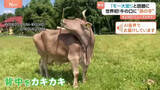 「背中をカキカキ…世界初！道具を使う牛が「モ～大変！」と話題に　ブラシを口でくわえて“孫の手”のように…」の画像1
