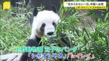 「「忘れられない一日」上野・双子パンダ日本最後の日　“新たなパンダの貸与”は見通し立たず…中国「パンダを見に来ることを歓迎」【news23】」の画像1