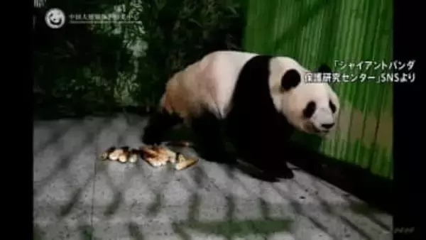 中国返還の双子パンダ 飼育施設に到着 「シャオシャオ」と「レイレイ」 施設周辺には見守る日本人の姿も「無事に着いてホッとしています」