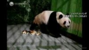 中国返還の双子パンダ 飼育施設に到着 「シャオシャオ」と「レイレイ」 施設周辺には見守る日本人の姿も「無事に着いてホッとしています」