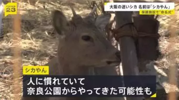 「シカやん」名前決定　奈良から来た？大阪市内に迷い込み捕獲されたシカ　引き取られた大阪府の温泉施設で命名式