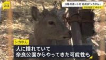 「シカやん」名前決定　奈良から来た？大阪市内に迷い込み捕獲されたシカ　引き取られた大阪府の温泉施設で命名式