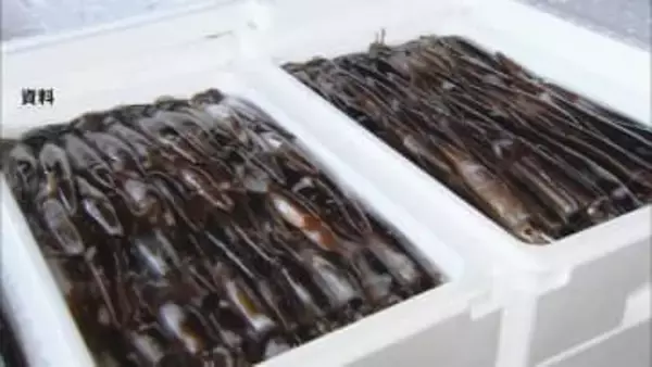 新年度のスルメイカ漁獲枠6万8400トンに　水産庁の審議会が正式決定　今年度の3.5倍