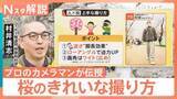 「桜をスマホで上手に撮りたい！「曇ると色が…」「良い角度は？」プロが伝授 悩みを解決【Nスタ解説】」の画像1
