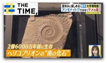 泳ぎ出しそうなほどリアルな“化石の水族館”…夏休みに無料で楽しめる大学博物館【THE TIME,】