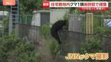 「クマの目撃相次いでいた栃木・宇都宮市で1頭捕獲　住宅街に逃げ込み…麻酔銃使って捕獲　フェンスよじ登る姿も」の画像1