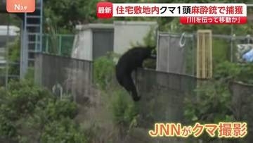 クマの目撃相次いでいた栃木・宇都宮市で1頭捕獲　住宅街に逃げ込み…麻酔銃使って捕獲　フェンスよじ登る姿も