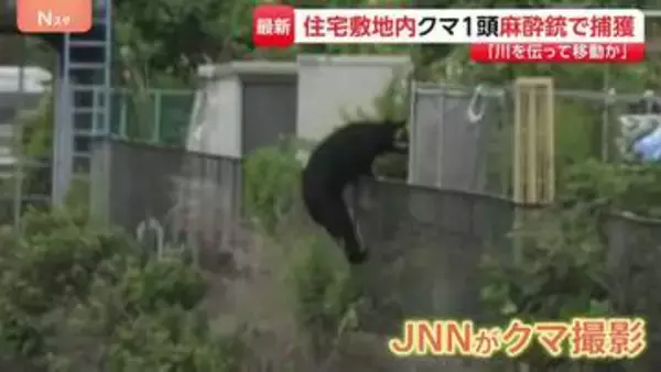 クマの目撃相次いでいた栃木・宇都宮市で1頭捕獲　住宅街に逃げ込み…麻酔銃使って捕獲　フェンスよじ登る姿も