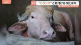 「話題の水牛「名前はドナルド・トランプです」 特徴的な毛並みがあの髪型にそっくり！？バングラデシュ」の画像1