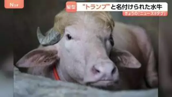 話題の水牛「名前はドナルド・トランプです」 特徴的な毛並みがあの髪型にそっくり！？バングラデシュ