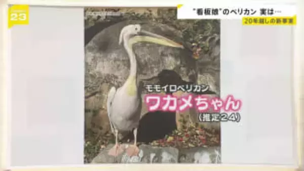 ペリカン“看板娘”「ワカメちゃん」、実は男の子でした