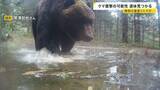 「岩手・クマに襲われ男性（85）死亡か…相次ぐ被害 ヒグマをパンチで撃退？恐怖の攻防劇　“梅雨”に向け必要な注意も【news23】」の画像1