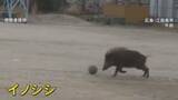 「サッカーしている？小学校のグラウンドにイノシシ 鼻や前足使ってボール転がす姿　広島」の画像1