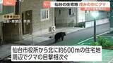 「クマをマンション裏の茂みで発見…仙台市内の住宅地　緊急銃猟が困難、はこ罠での捕獲試み　周辺では18日夜からクマの目撃相次ぐ」の画像1