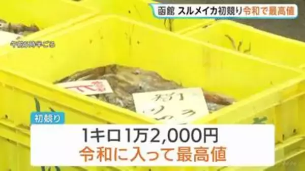 水揚げ量は去年の3分の1も…スルメイカ初競り1キロ1万2000円、令和で最高値に　北海道・函館