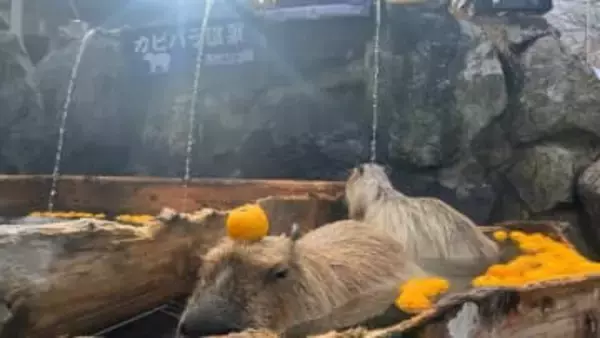 “冬が来たなって…”「カピバラ温泉」で「ゆず湯」始まる　冬の風物詩　地元のゆず約300個用意　那須どうぶつ王国　栃木