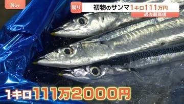 北海道のサンマ初競りで過去最高値の1キロ111万円で落札　スーパーでは1匹20万円「どなたが買うのか…」