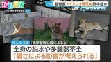「“熱中症の疑い”動物園ライオン3頭死ぬ　他3頭も治療中　スポットクーラーなど暑さ対策を強化【ひるおび】」の画像1