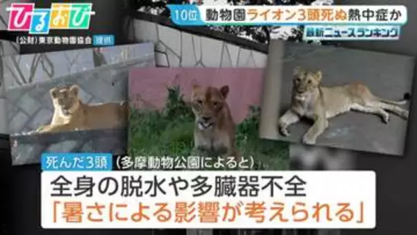 “熱中症の疑い”動物園ライオン3頭死ぬ　他3頭も治療中　スポットクーラーなど暑さ対策を強化【ひるおび】