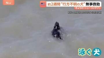 サンフランシスコ湾を泳ぐ黒い点…正体は約2週間行方不明の犬！消防隊が救助