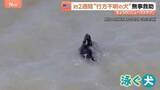「サンフランシスコ湾を泳ぐ黒い点…正体は約2週間行方不明の犬！消防隊が救助」の画像1