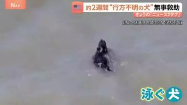 サンフランシスコ湾を泳ぐ黒い点…正体は約2週間行方不明の犬！消防隊が救助