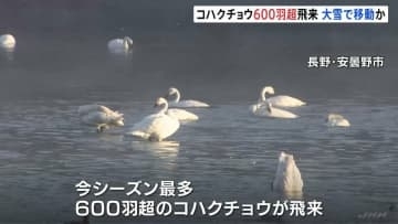 長野・安曇野市にコハクチョウ600羽超が飛来　日本海側に大雪が降り移動か