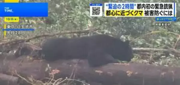 都内初 クマ緊急銃猟の舞台裏 駆除まで2時間　 現場ハンターの“もどかしさ”と都市に迫る危険【THE TIME,】