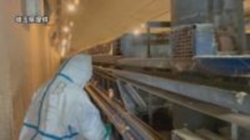埼玉の養鶏場で鳥インフルエンザ確認　県が24万羽の処分開始