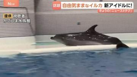新アイドル登場！自由気ままなイルカの「ユキ」が大人気！