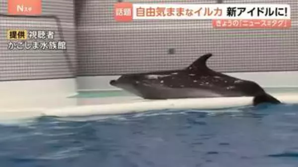 新アイドル登場！自由気ままなイルカの「ユキ」が大人気！