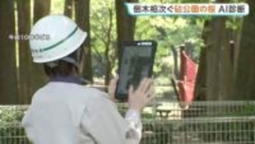 倒木が相次ぐ砧公園で“AIの樹木診断” 公園内5000本のうち57本で倒木おそれ　優先順位の参考などとしてAI活用へ