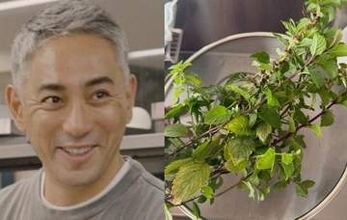【 市川團十郎 】人生初のハーブティー作りに反響「身体にも心にも優しそう」「すてきな時間をお楽しみください」