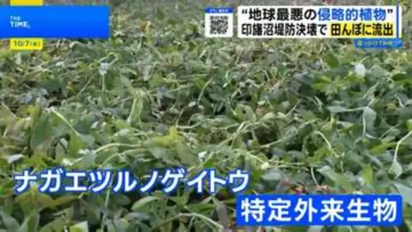 印旛沼決壊で“地球最悪の侵略的植物”ナガエツルノゲイトウが流出 ポンプ停止で水害リスクも…農家を悩ます驚異の生命力とは【THE TIME,】