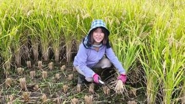 【 磯野貴理子 】 “きり田んぼ”で待ちに待った稲刈り　鹿の被害乗り越え「嬉しい豊作」 天日干し「はざ掛け」に「新米が楽しみ」と反響