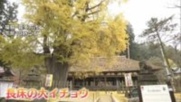 樹齢800年超 黄金色に染まる大イチョウ　福島・喜多方市の新宮熊野神社「長床」