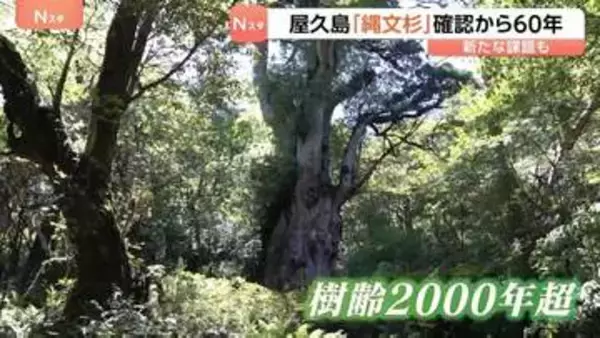 「屋久島を食い物にするような観光にはしたくない」直面する新たな課題　樹齢2000年超の「縄文杉」確認から60年　屋久杉の幹の空洞化や風雪で折れるケース相次ぐ