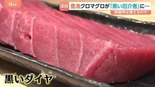 クロマグロが豊漁なのに取れない？「黒いダイヤと言われてたけど、今は黒い厄介者」そのワケは…