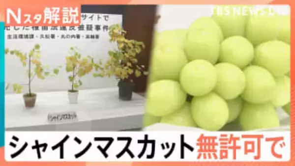 「シャインマスカット」の苗を無許可販売か、中国の検索サイトでも画像が多数… 相次ぐ不正流出【Nスタ解説】