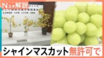 「シャインマスカット」の苗を無許可販売か、中国の検索サイトでも画像が多数… 相次ぐ不正流出【Nスタ解説】