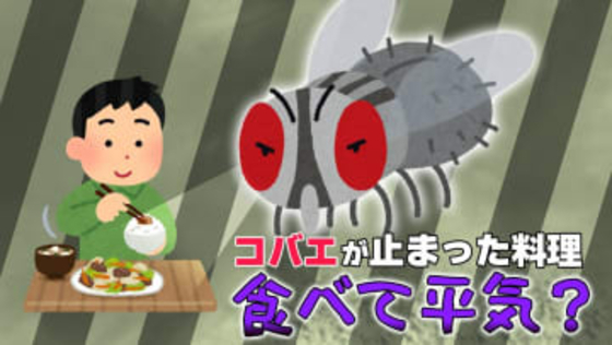 冬に発生の可能性も？「コバエが、料理に一瞬だけ止まってしまった！」その料理、衛生的に大丈夫？専門家に聞いた