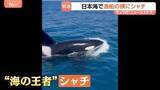 「「えぐい、えぐい！」日本海で漁船に近づいてきたのは…“海の王者”シャチ　石川・能登町の漁師も驚く「宝くじに当たったレベル以上」その瞬間映像」の画像1