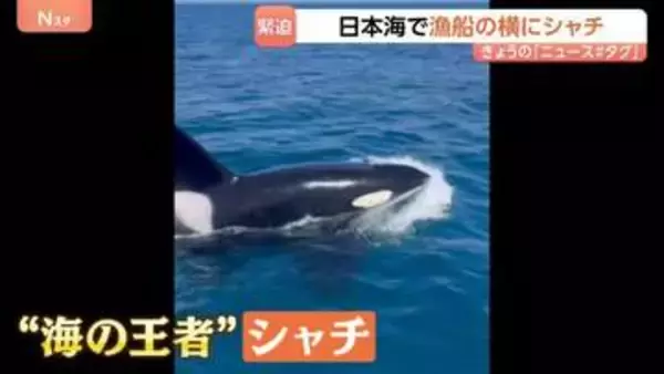 「えぐい、えぐい！」日本海で漁船に近づいてきたのは…“海の王者”シャチ　石川・能登町の漁師も驚く「宝くじに当たったレベル以上」その瞬間映像