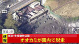 「【速報】東京・日野市の多摩動物公園でオオカミ脱走　現在新規入園を停止　来園客には建物内待機など呼びかけ」の画像1