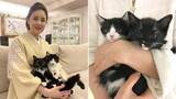 「【 ねこ 】藤あや子・愛猫マル＆オレオ「祝 生誕」「本日7歳になりました！」仔猫時代ショットも投稿「生まれてくれてありがとう」」の画像1